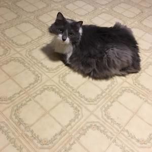 Meet your Posher, Frankie